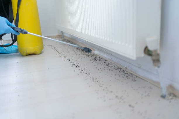 Best Ant Control Services  in Fiskdale, MA